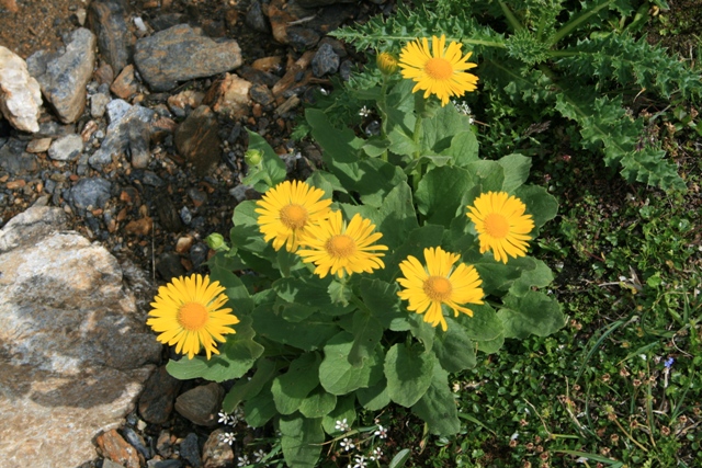 ancora pianta Alpi - Doronicum sp.